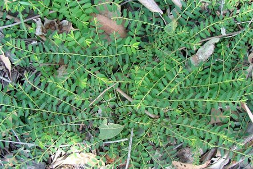 Cây Vẩy ốc. Phyllanthus virgatus f. - Cây Thuốc Nam Quanh Ta